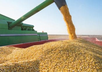 سعر الأعلاف اليوم في مصر الثلاثاء 7 نوفمبر 2023 .. فرصة سعيدة للتجار