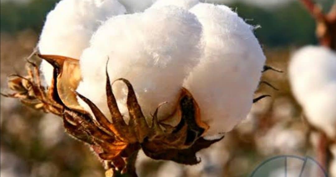 سعر قنطار القطن اليوم في مصر