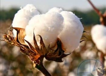 سعر قنطار القطن اليوم في مصر الأربعاء 27 ديسمبر 2023 .. الإعلان عن قرار مفرح للفلاحين