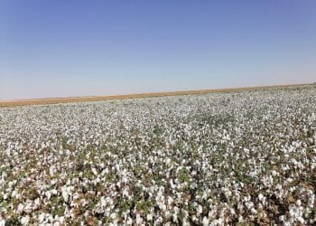 سعر قنطار القطن اليوم في مصر الخميس 11 يناير 2024 .. خبر العمر للفلاحين