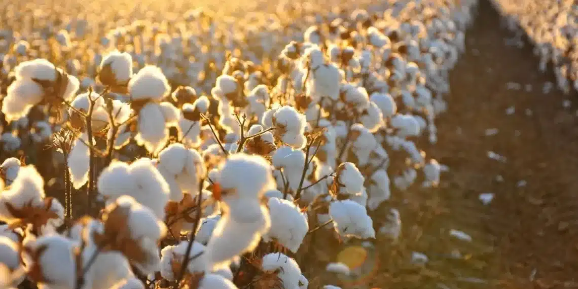 سعر قنطار القطن اليوم