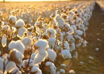 سعر قنطار القطن اليوم