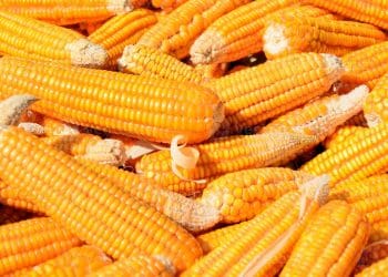 سعر الذرة اليوم في مصر الأحد 8 أكتوبر 2023 … مفاجأة غير متوقعة