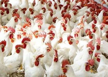 بورصة الدواجن اليوم في مصر الأحد 24 ديسمبر 2023 .. انخفاض كبير في الفراخ البيضاء
