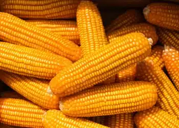 سعر طن الذرة الصفراء اليوم في مصر