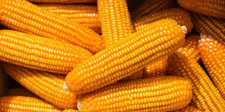 سعر طن الذرة الصفراء اليوم في مصر