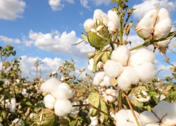 سعر قنطار القطن اليوم في مصر