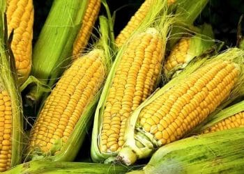 انهيار سعر طن الذرة الصفراء اليوم في مصر الخميس 23 نوفمبر 2023 .. إليكم مقدار الانخفاض