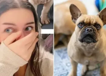 كلب البولدوغ الفرنسي