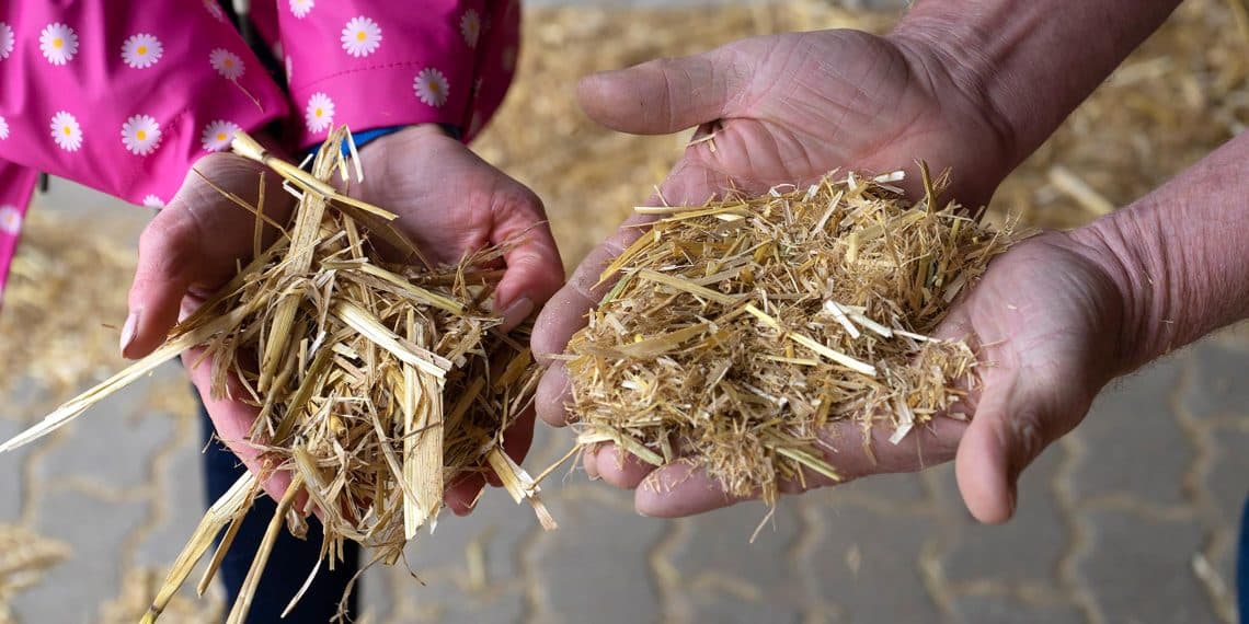 سعر الأعلاف اليوم في مصر