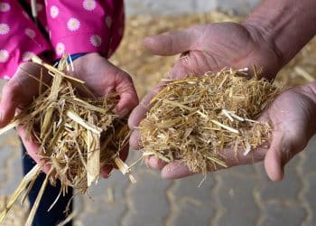 سعر الأعلاف اليوم في مصر الأربعاء 15 نوفمبر 2023 .. زيادة 300 جنيه بالطن