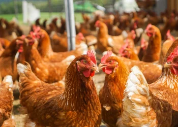 دواجن بلدي حمراء