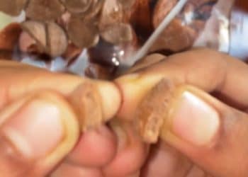 شاهد فيديو صادم..  ديدان داخل شوكولاته من شركة مشهورة!