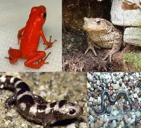 دورة حياة البرمائيات