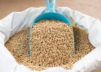 سعر الأعلاف اليوم في مصر الاثنين 8 يناير 2024 .. تسمين الدواجن يحمل مفاجأة للمواطنين