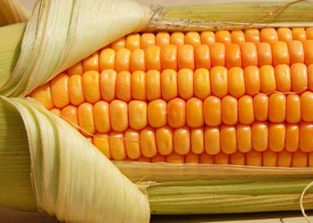 سعر طن الذرة الصفراء اليوم في مصر