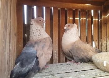 زوجين من الحمام