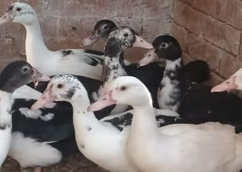 سعر كيلو البط المسكوفي اليوم في مصر الثلاثاء 5 مارس 2024 .. لن تتخيل وصل كام