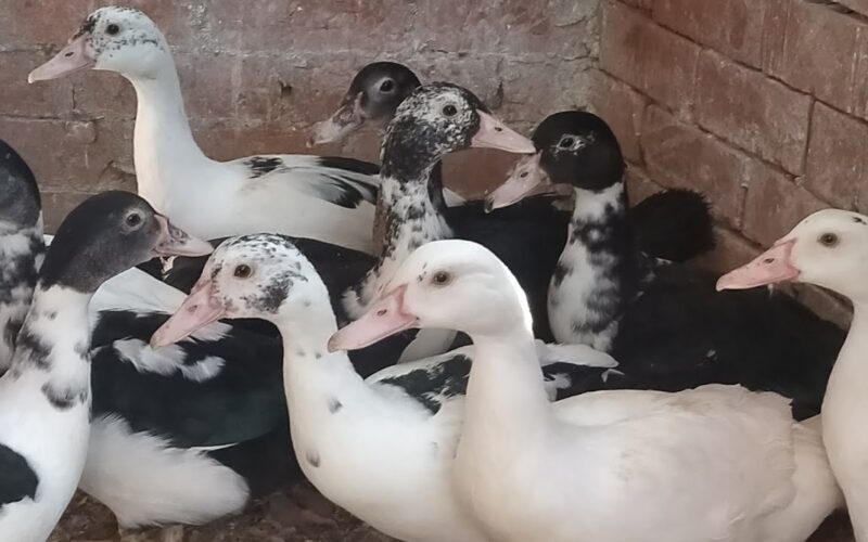 سعر كيلو البط البلدي