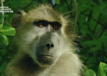 تردد قناة ناشيونال جيوغرافيك .. اضبط جهازك على جميع الأقمار من هنا