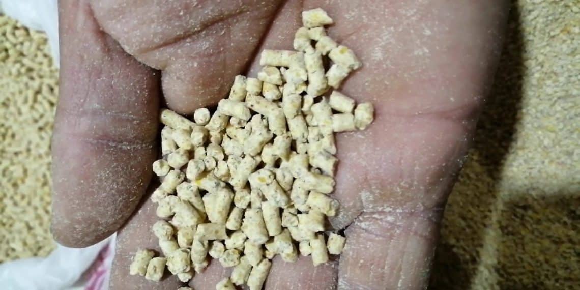 سعر الأعلاف اليوم في مصر