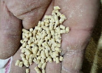 سعر الأعلاف اليوم في مصر الاثنين 13 نوفمبر 2023 .. صدمة جديدة بسبب الزيادة