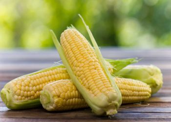 سعر الذرة اليوم في مصر الأحد 7 أكتوبر 2023 .. زيادة كبير في الطن