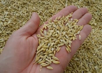 سعر الأرز الشعير اليوم في مصر الأربعاء 11 أكتوبر 2023 .. لن تتخيل عامل كام