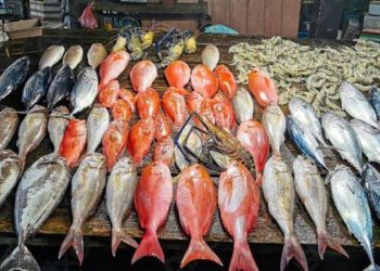 مجموعه من الأسماك والجمبري