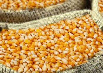 سعر طن الذرة اليوم في مصر السبت 28 أكتوبر 2023 .. ارتفاع أكثر من 200 جنيه بالطن