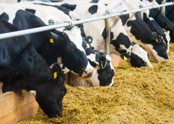 سعر الأعلاف اليوم في مصر الاثنين 13 نوفمبر 2023 .. صدمة جديدة بسبب الزيادة