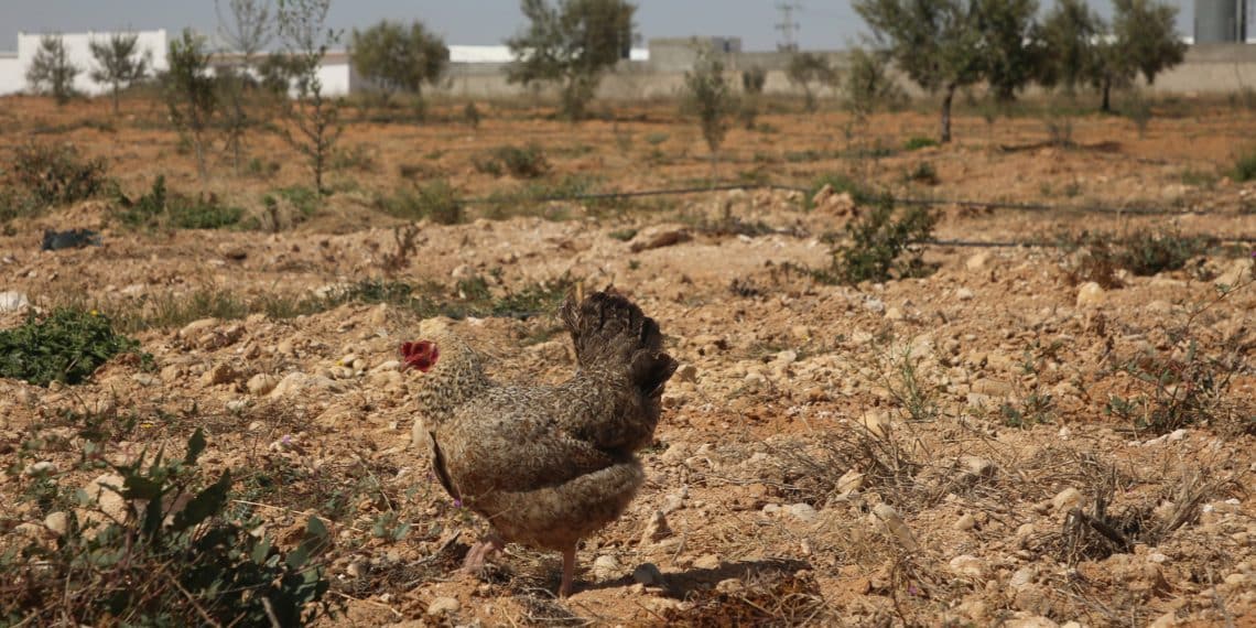 سعر الأعلاف اليوم في مصر