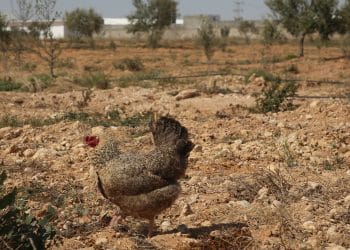 سعر الأعلاف اليوم في مصر الجمعة 29 ديسمبر 2023 .. خبر يثر قلق التجار قبل قليل