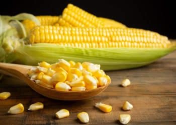 سعر الذرة اليوم في مصر الأثنين 9 أكتوبر 2023 .. فرحة عارمة للمزارع