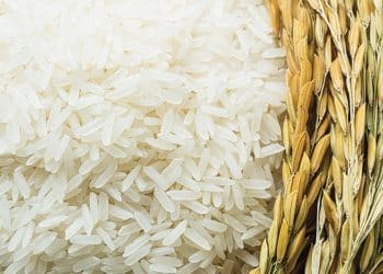 سعر الأرز الشعير اليوم في مصر الأثنين 9 أكتوبر 2023 .. مفاجأة في أسعار الأرز المصري