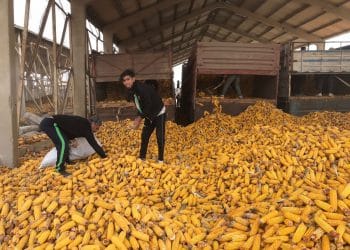 سعر طن الذرة الصفراء اليوم في مصر الجمعة 29 ديسمبر 2023 .. تراجع مفاجئ يحدث الآن