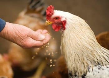 سعر الأعلاف اليوم في مصر الخميس 28 ديسمبر 2023 .. مفأجدة جديدة بعد الزيادة الكبيرة