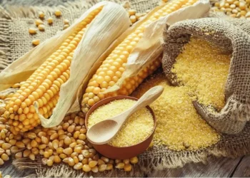 سعر طن الذرة الصفراء اليوم في مصر