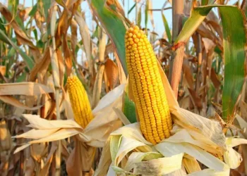 سعر طن الذرة الصفراء اليوم في مصر الثلاثاء 17 أكتوبر 2023.. تعرف على سعر الطن الآن