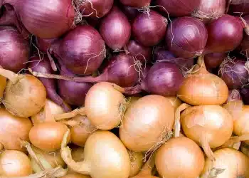 أسعار البصل اليوم في مصر الأربعاء 13 ديسمبر 2023.. صدمة غير متوقعة بالأسواق