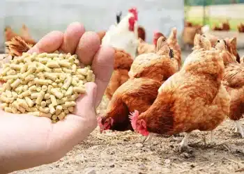 سعر الأعلاف اليوم في مصر الثلاثاء 23 أبريل 2024 .. بكام الشيكارة الـ50 كيلو