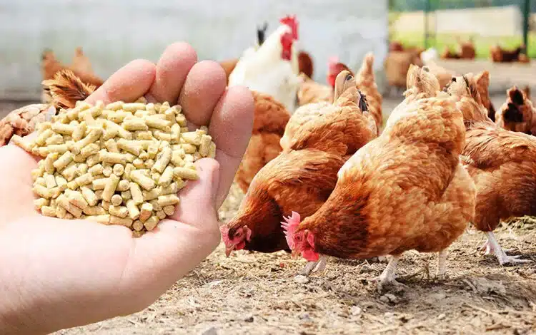 سعر الأعلاف اليوم في مصر