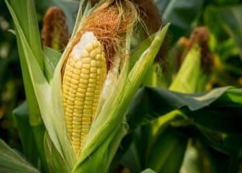 سعر طن الذرة الصفراء اليوم في مصر الأربعاء 15 نوفمبر 2023 .. مفاجأة بعد زيادة أمس