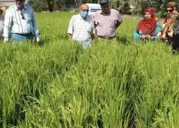 800 جنيه زيادة .. سعر الأرز الشعير اليوم في مصر الأربعاء 15 نوفمبر 2023