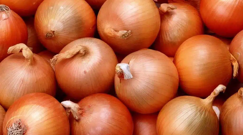 أسعار البصل اليوم