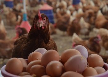 الدواجن والبيض