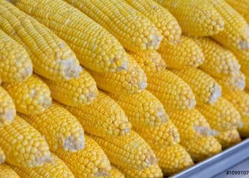 انهيار سعر طن الذرة الصفراء اليوم في مصر الخميس 23 نوفمبر 2023 .. إليكم مقدار الانخفاض