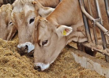 سعر الأعلاف اليوم في مصر الأربعاء 15 نوفمبر 2023 .. زيادة 300 جنيه بالطن