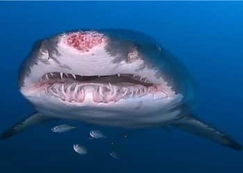 ظهور القرش ماكو في الغردقة .. شاهد تحذير عاجل من السلطات المصرية