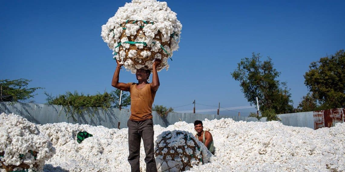 سعر قنطار القطن اليوم في مصر